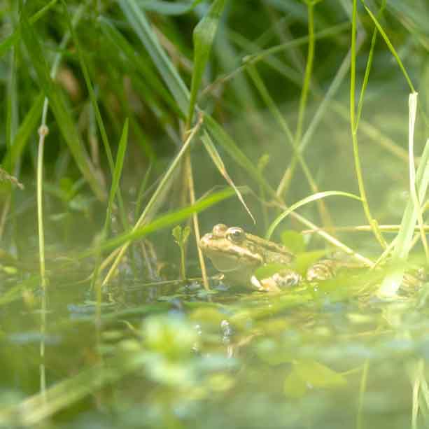 Plants: image 1 sur 4 thumb