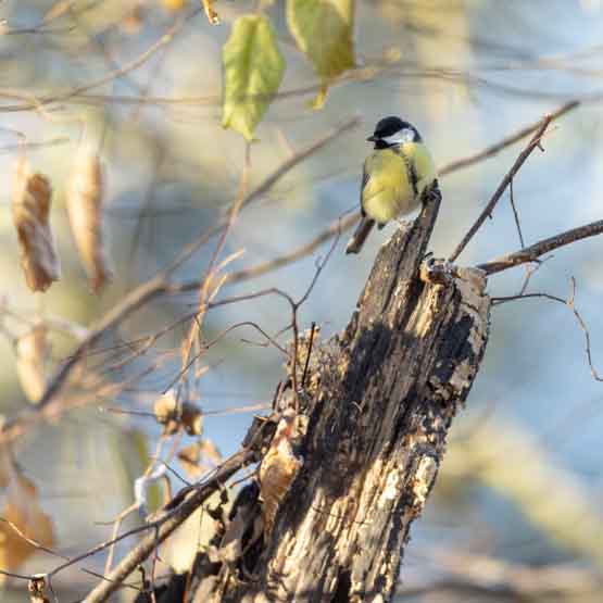 Plants: image 1 sur 4 thumb