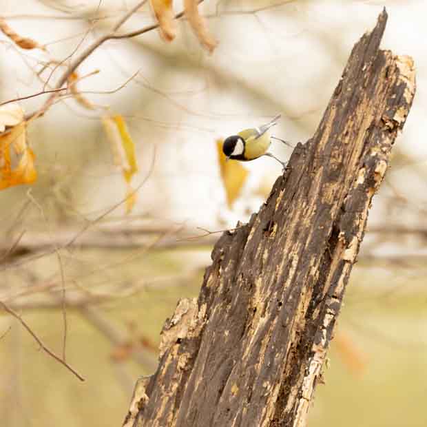 Plants: image 1 sur 4 thumb