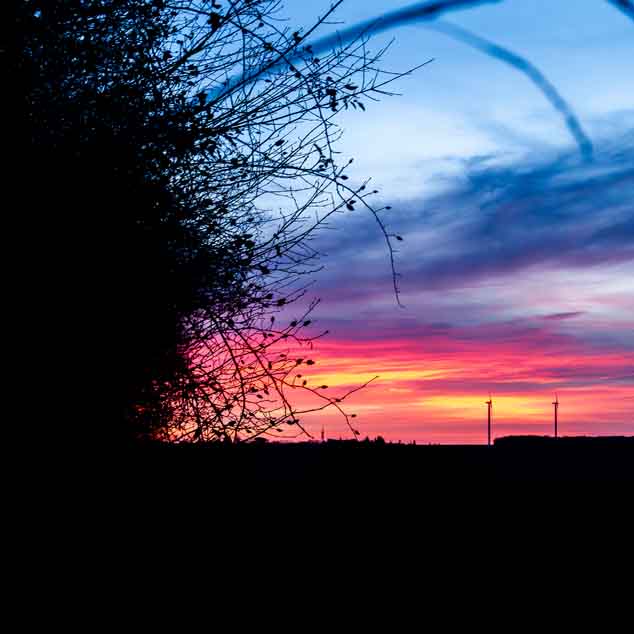 Plants: image 1 sur 4 thumb