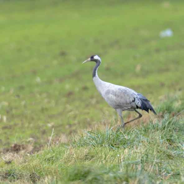 Plants: image 1 sur 4 thumb