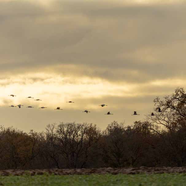 Plants: image 1 sur 4 thumb