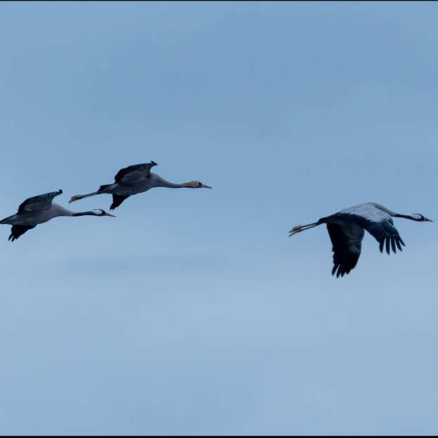 Plants: image 1 sur 4 thumb