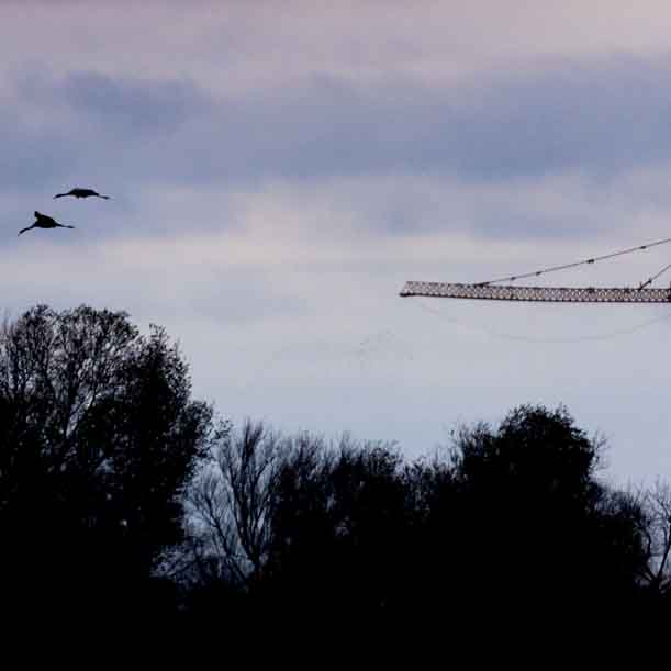 Plants: image 1 sur 4 thumb